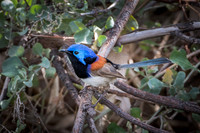 Flinders trip Oct 2018