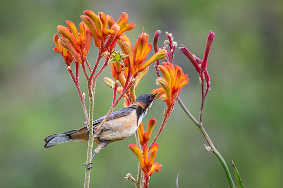 eastern spinebill  2-02-2019