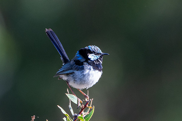 superb fairy-wren  24-01-2019