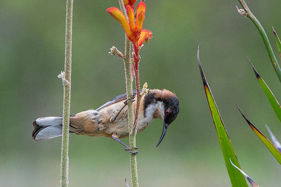 eastern spinebill  2-02-2019
