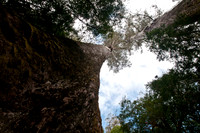 Big Trees