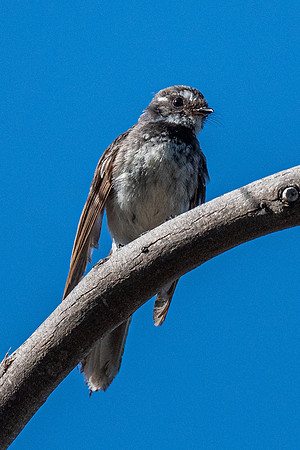 Grey Fan-tail  15-01-2022