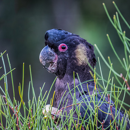 Yellow-tailed black cockatoo  23-02-2022