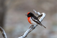 red-capped robin