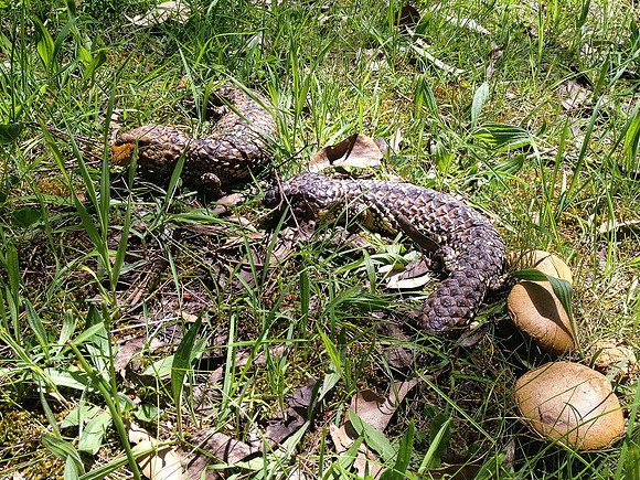 Sleepy Lizards