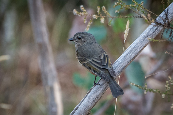 Golden Whistler (female) 22/04/20