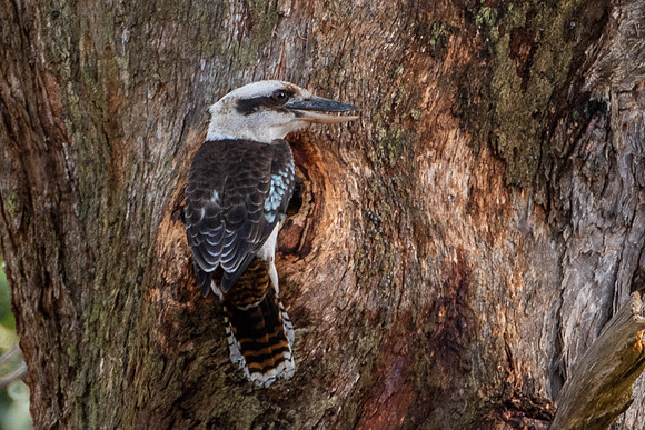 Kookaburra   10/05/20