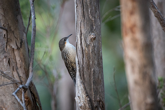 White-throated Treecreeper  22/04/20