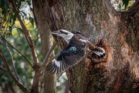 Kookaburra   10/05/20