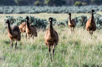 Emus, Gawler Ranges