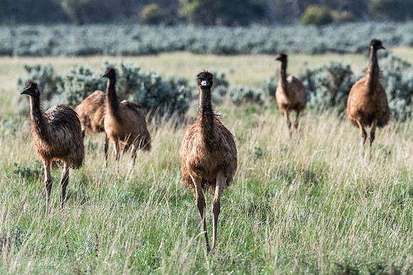 Emus, Gawler Ranges