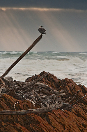 White-bellied Sea Eagle