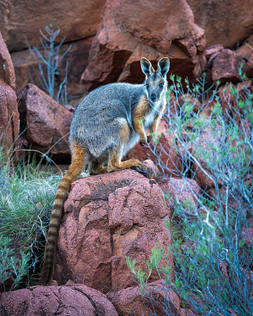 Yellow-footed Rock-wallaby