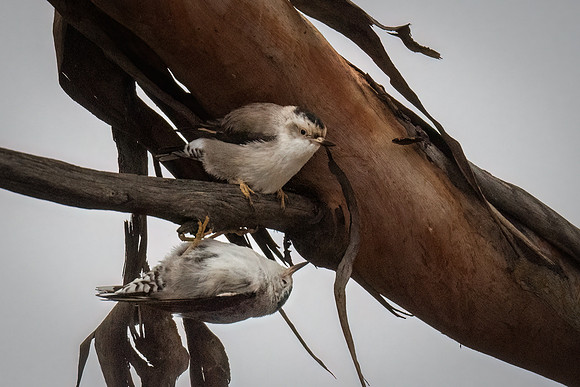 Varied sitella