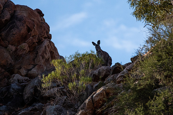 Sliding Rock, Warraweena