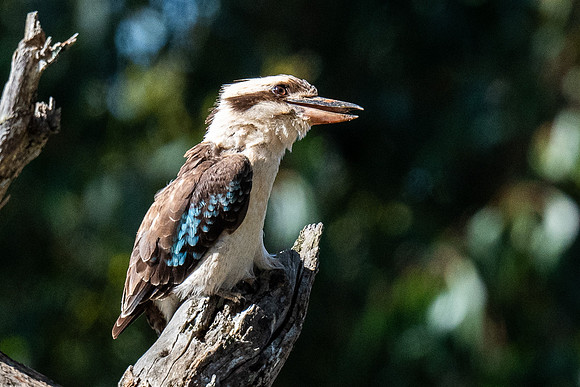 kookaburra 30-11-2021