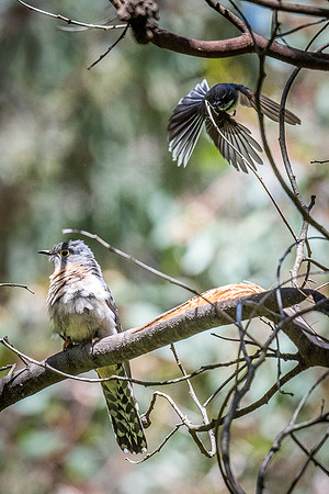 grey fantail and fan-tailed cuckoo 21-11-2021