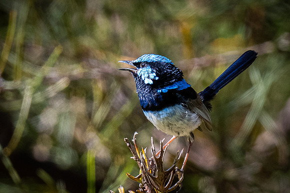 superb fairy-wren  23-12-2021