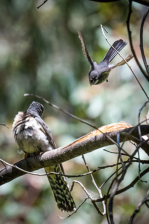 grey fantail and fan-tailed cuckoo 21-11-2021