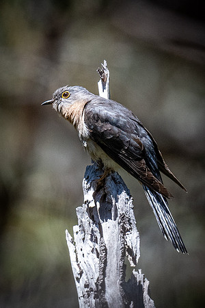 fan-tailed cuckoo 21-11-2021