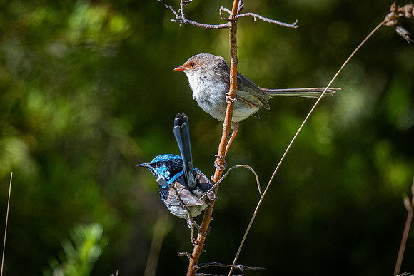 superb fairy-wrens  23-12-2021