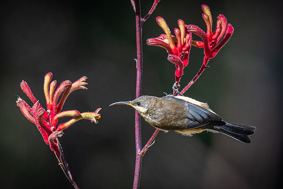 eastern spinebill  23-12-2021