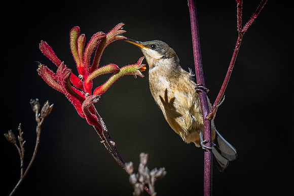 eastern spinebill  23-12-2021