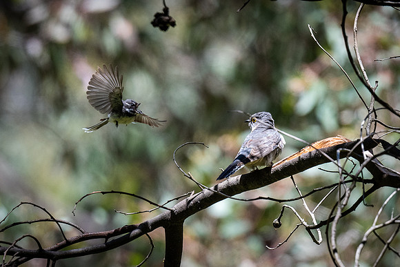 grey fantail and fan-tailed cuckoo 21-11-2021