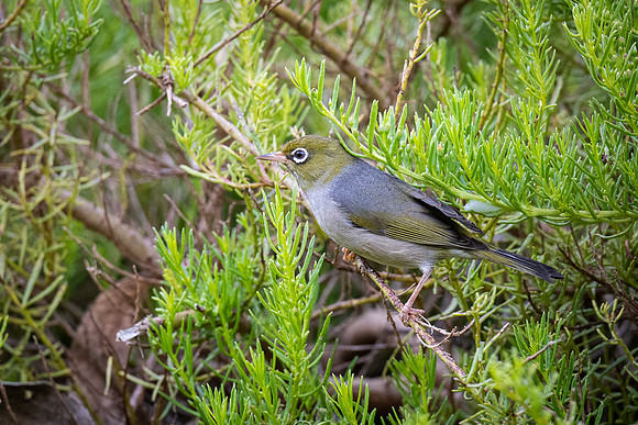 silvereye  17-11-2021