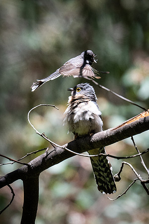 grey fantail and fan-tailed cuckoo 21-11-2021