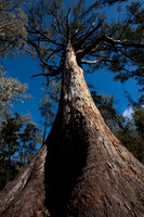 Mountain Ash