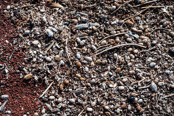dead beetles !
