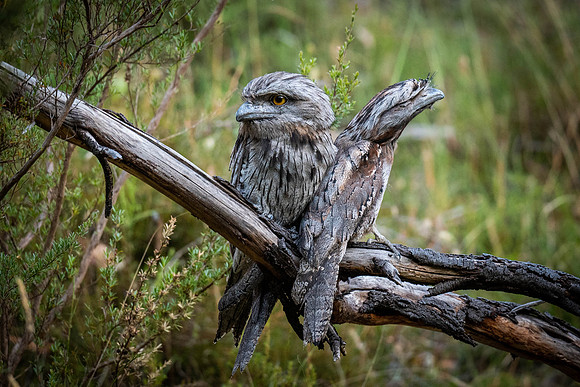 Tawny frogmouths  28-12-21