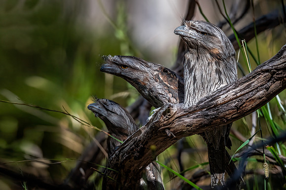 Tawny frogmouths 27-12-21