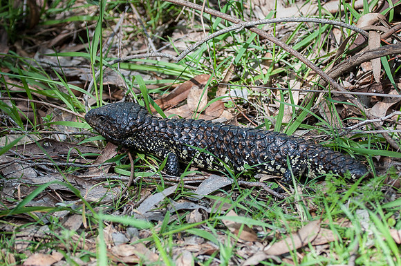 Sleepy Lizard  2-10-16