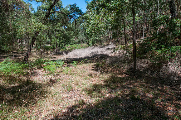 Former blackberry filled gully, foreground  dead canes slashed with tractor