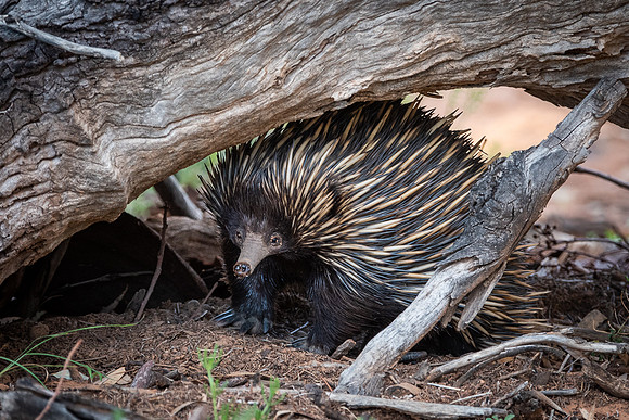 echidna