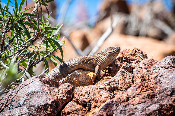 eastern gidgee skink