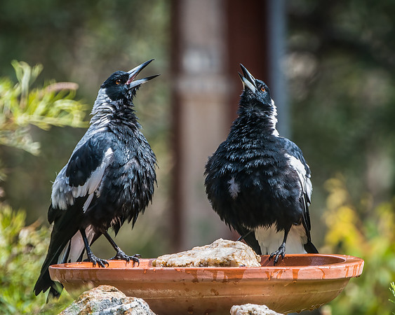 magpies singing at the birdbath,  Jan 2019