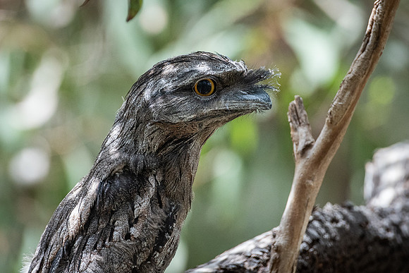 tawny frogmouth  14-12-2020