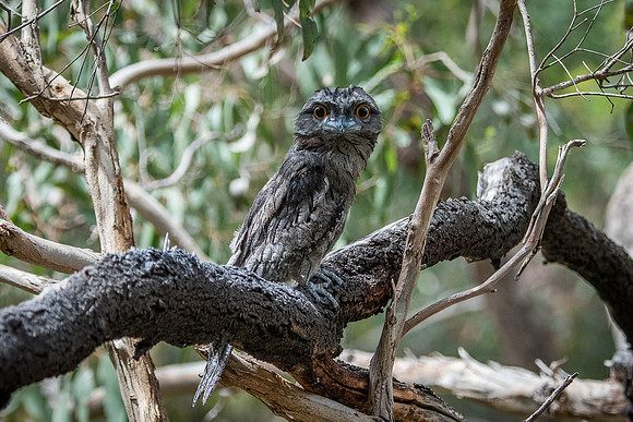 tawny frogmouth  14-12-2020