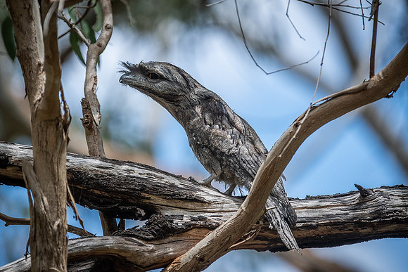 tawny frogmouth  14-12-2020