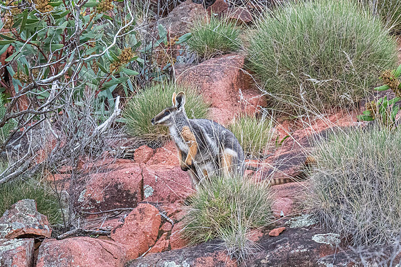 Yellow-footed rock-wallaby