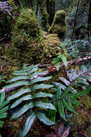 Tarkine Trip March 2011