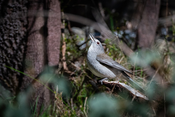 grey shrike-thrush  15-08-21