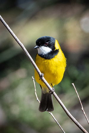 golden whistler 15-08-21