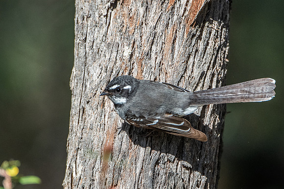 grey fan-tail  15-08-21