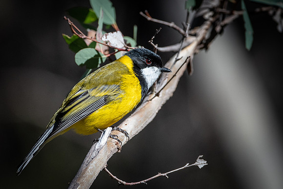 golden whistler 15-08-21