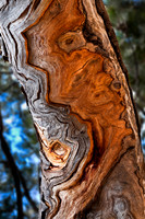 Eucalypt Bark