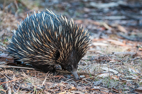 11-03-15